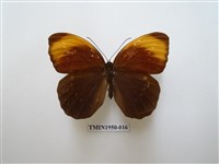 藏品(串珠環蝶)的圖片